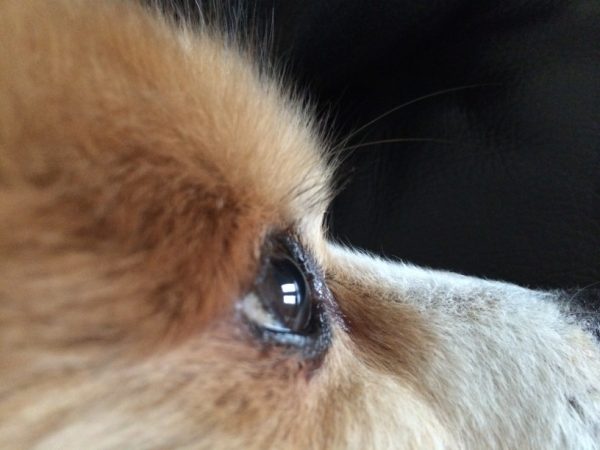 ¿Tienen derechos los animales?